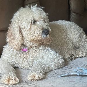 Meet your Posher, Jean ann